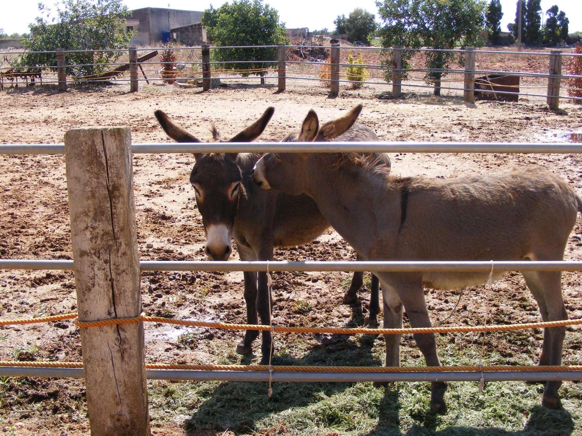 Agroturismo Finca Sant Blai 캄포스 외부 사진