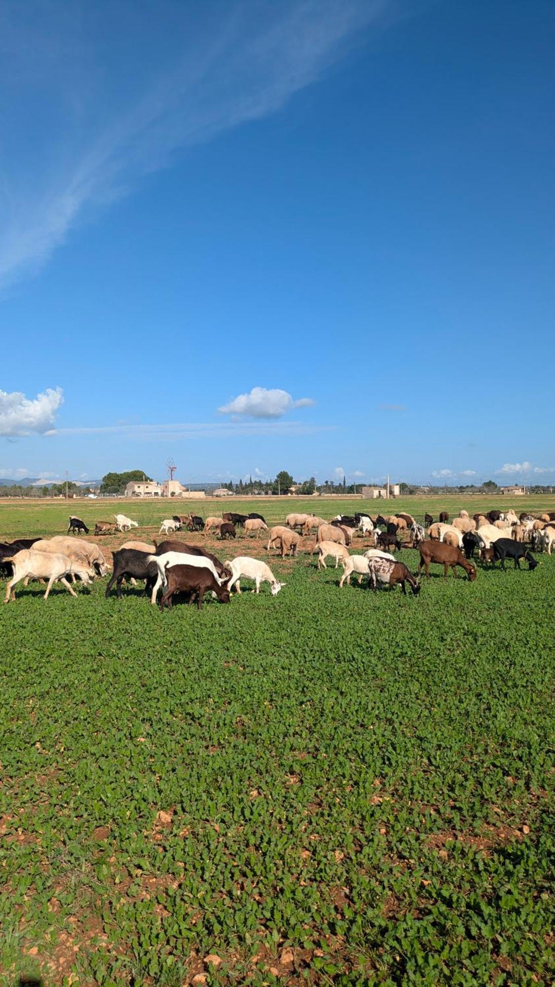 Agroturismo Finca Sant Blai 캄포스 외부 사진