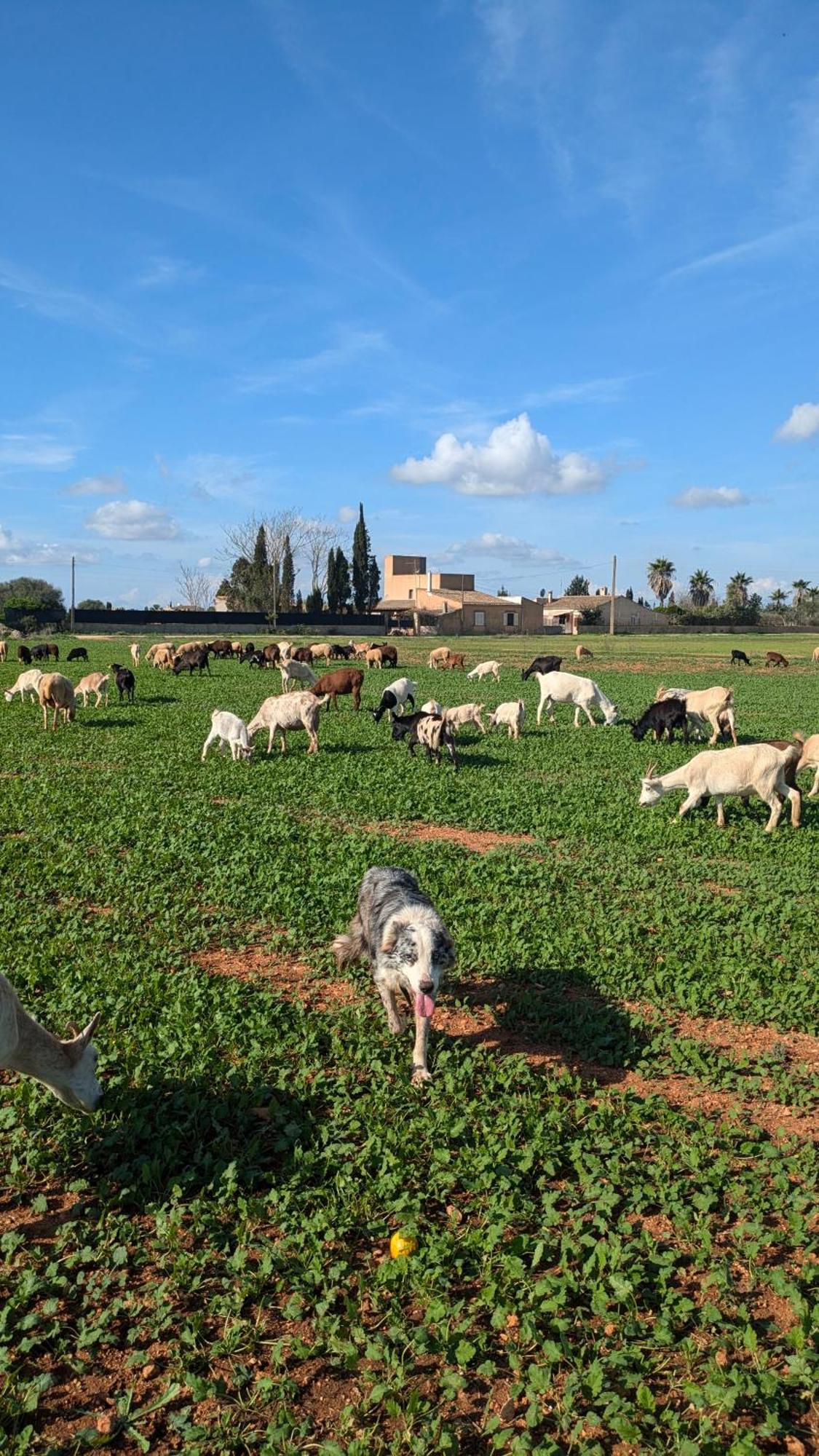 Agroturismo Finca Sant Blai 캄포스 외부 사진