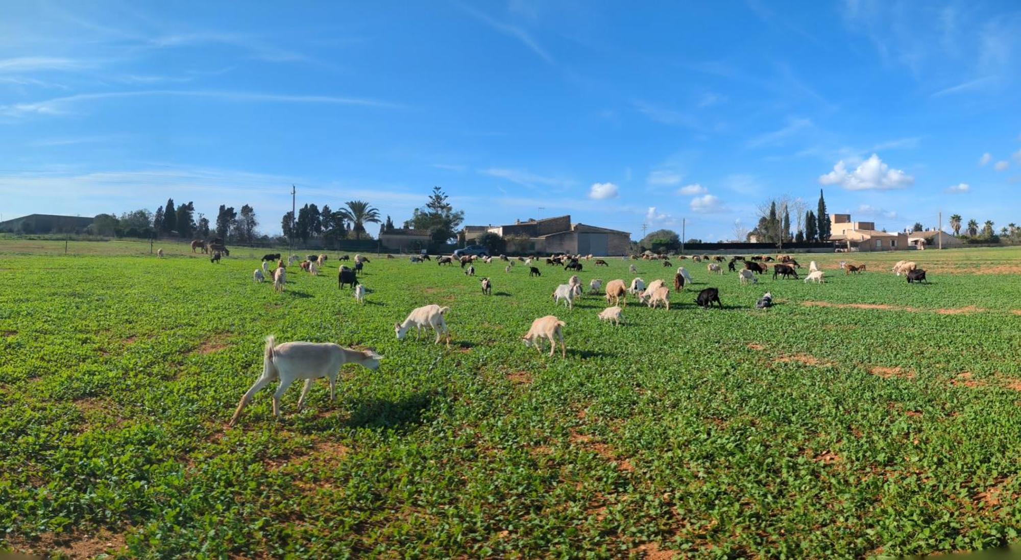 Agroturismo Finca Sant Blai 캄포스 외부 사진