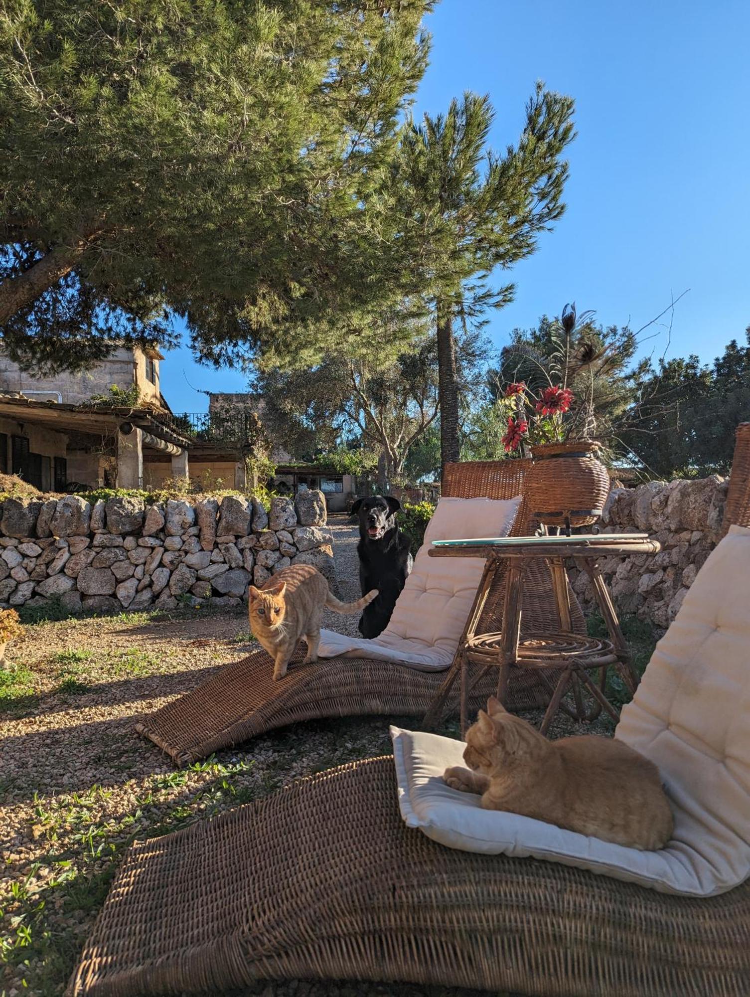 Agroturismo Finca Sant Blai 캄포스 외부 사진